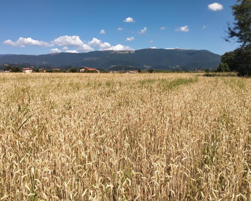 Bassanonet.it Siamo Agri