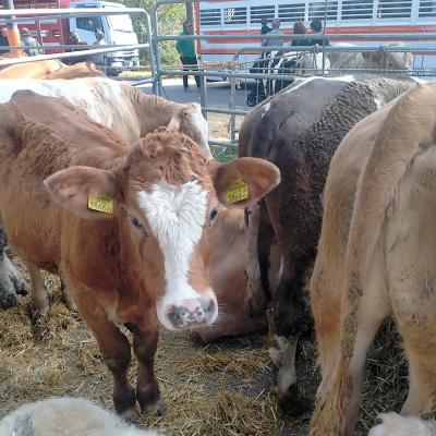 Bassanonet.it I Vitelloni