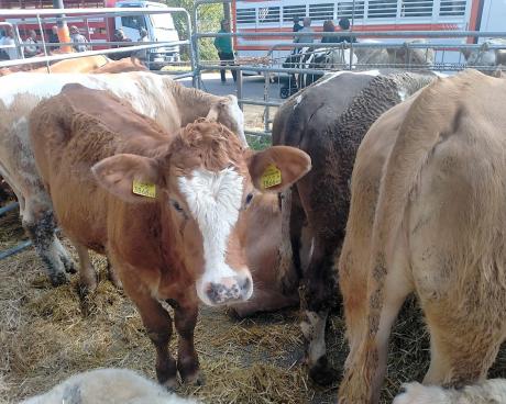 Bassanonet.it I Vitelloni