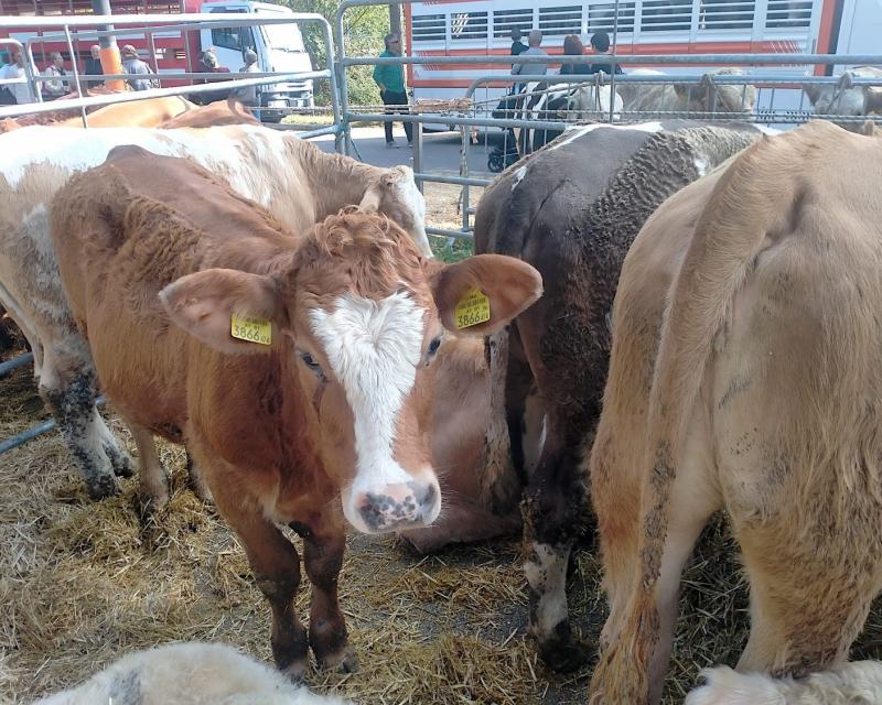 Bassanonet.it I Vitelloni