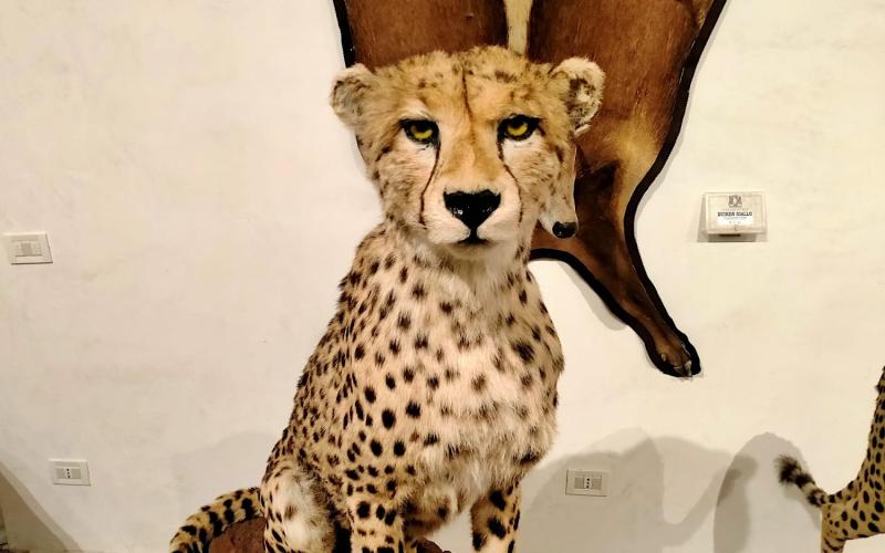 Bassanonet.it Born To Be Wild