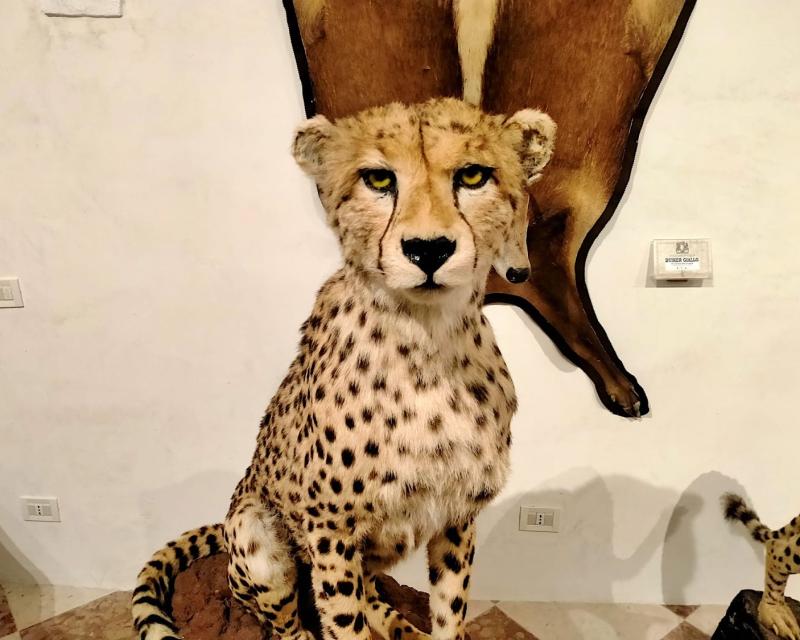 Bassanonet.it Born To Be Wild