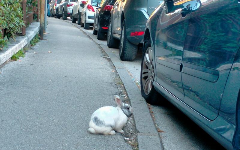 Bassanonet.it Chi ha incastrato Roger Rabbit?