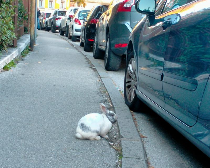 Bassanonet.it Chi ha incastrato Roger Rabbit?