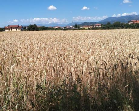 Bassanonet.it Le due verità