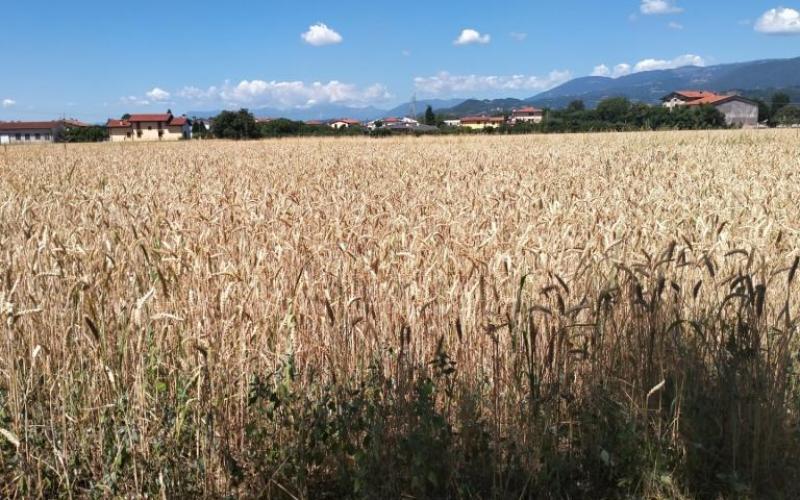 Bassanonet.it Le due verità