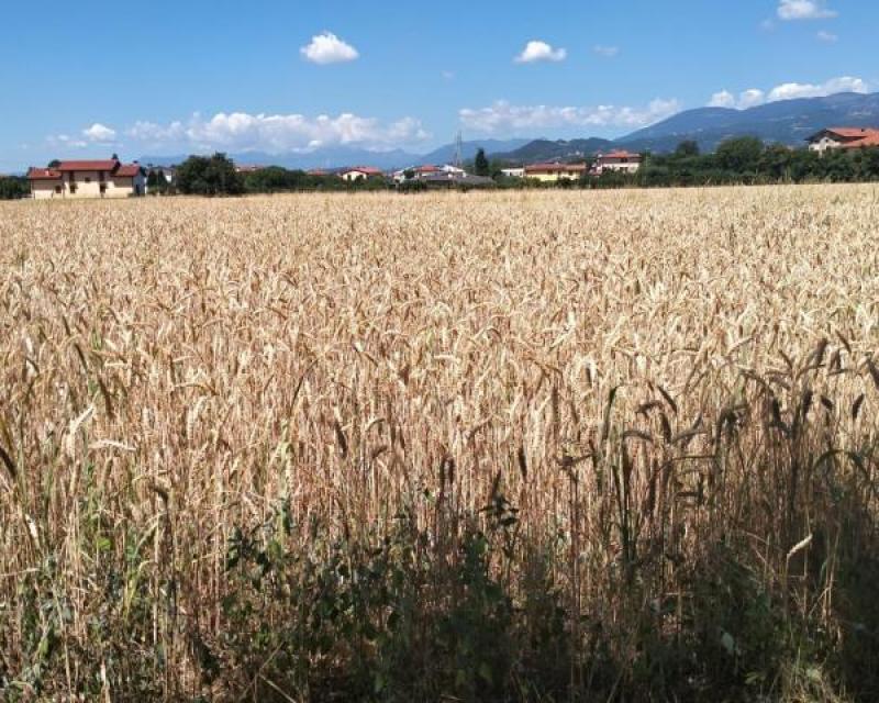 Bassanonet.it Le due verità