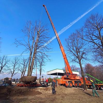 Bassanonet.it Il tiglio è mobile