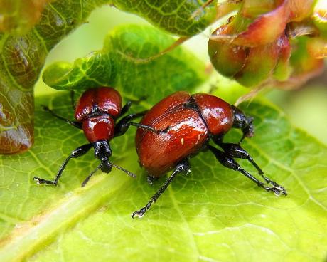 Bassanonet.it Che due Curculionidi