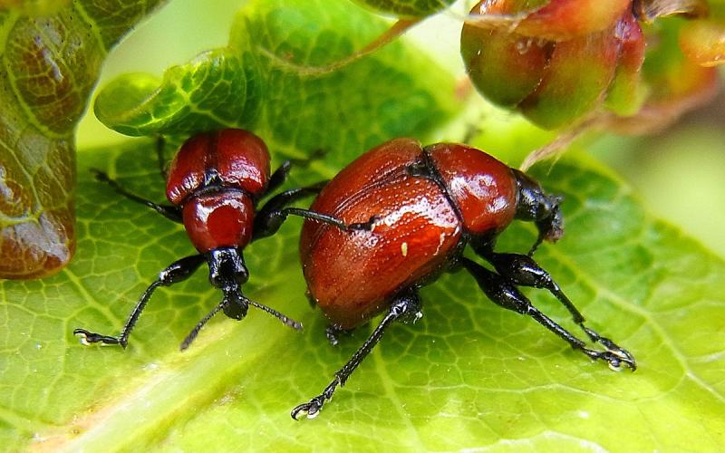 Bassanonet.it Che due Curculionidi