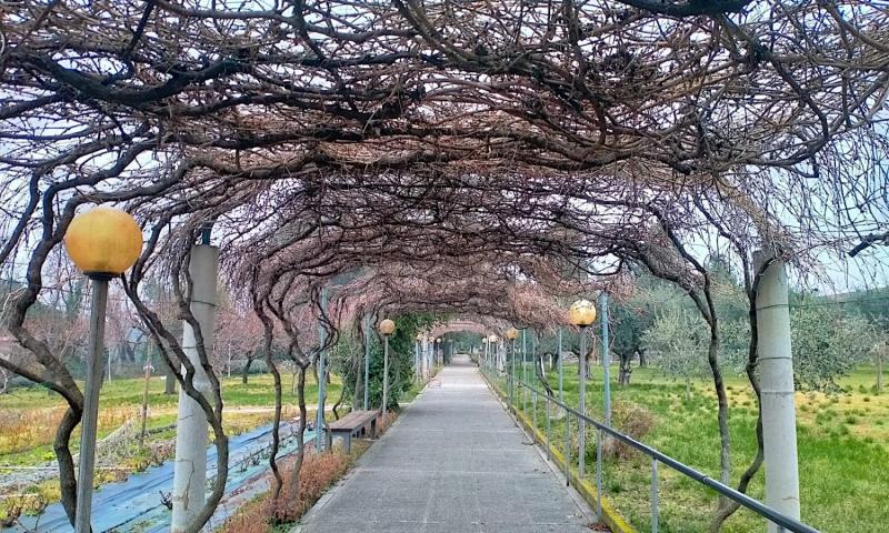 Bassanonet.it - Il giardino