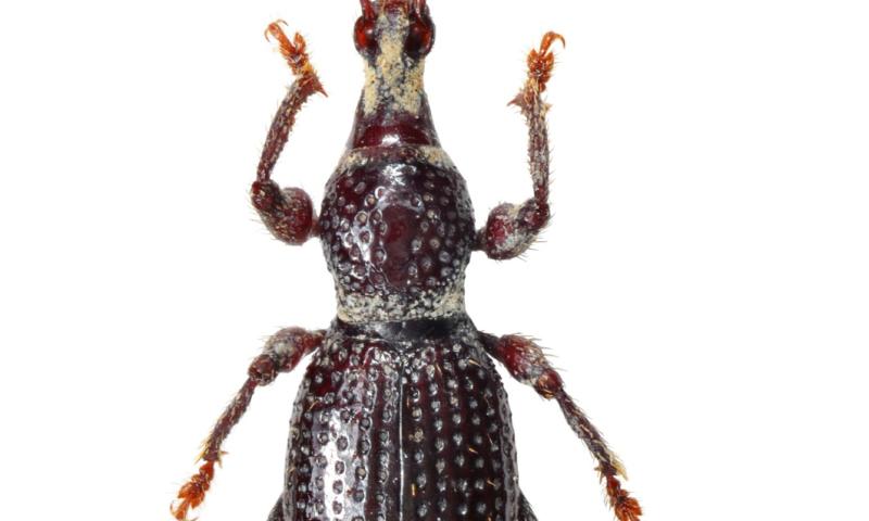 Bassanonet.it - Una delle due nuove specie endemiche di coleotteri Curculionidi della Riserva della Biosfera del Monte Grappa