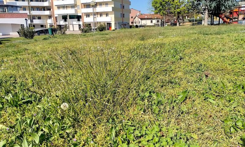 Bassanonet.it - Parco Tarcisio Frigo - Quartiere Firenze