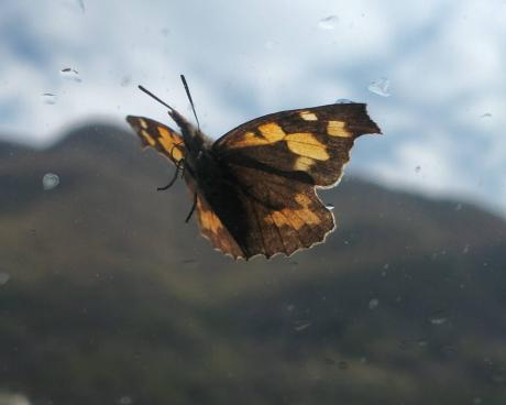 Bassanonet.it Penna a Biosfera