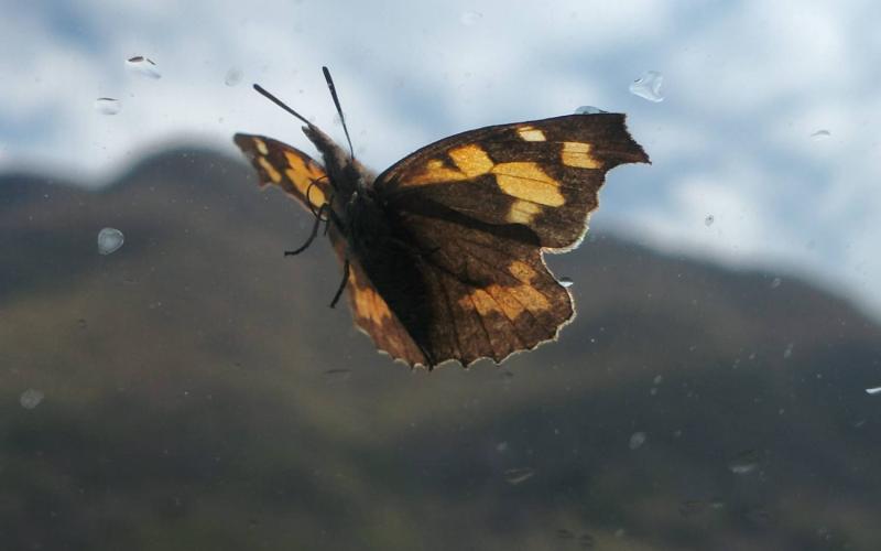 Bassanonet.it Penna a Biosfera