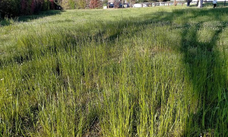 Bassanonet.it - Parco giochi Diritti dei Bambini - Quartiere San Fortunato