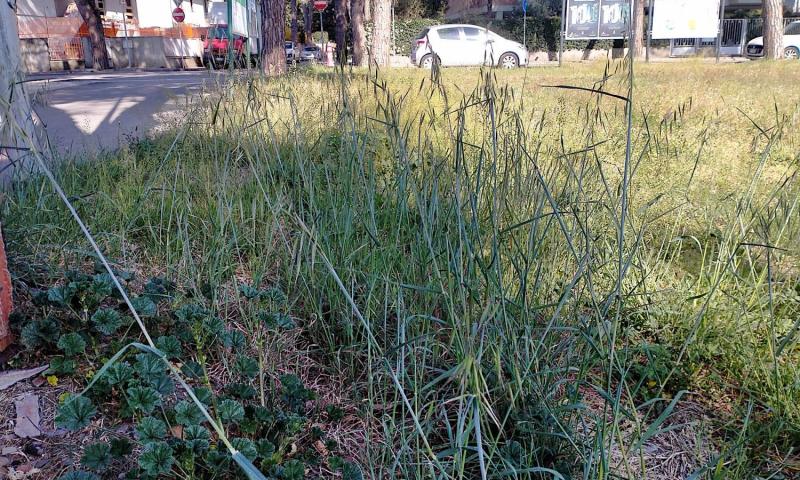 Bassanonet.it - Area verde pubblico - Quartiere Firenze