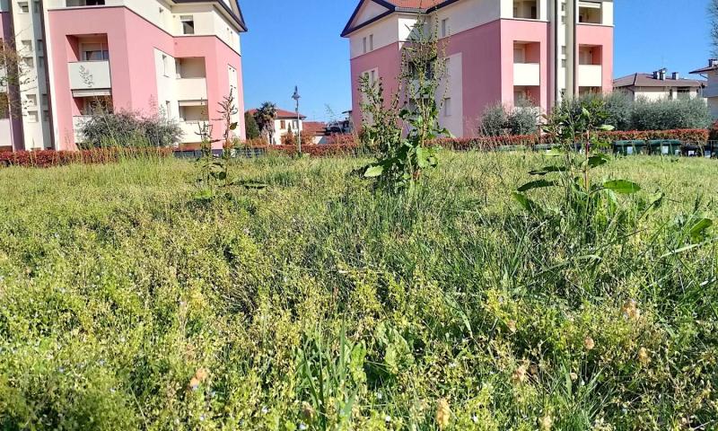 Bassanonet.it - Parco Borgo Zucco - Quartiere Borgo Zucco