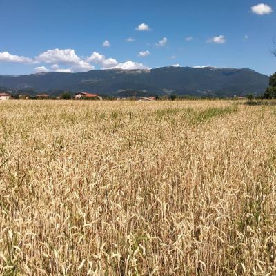 Bassanonet.it La campagna di Bruno