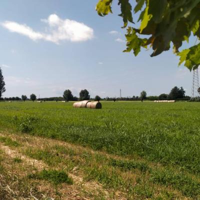 Bassanonet.it Scelta di campo