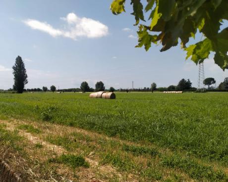 Bassanonet.it Scelta di campo