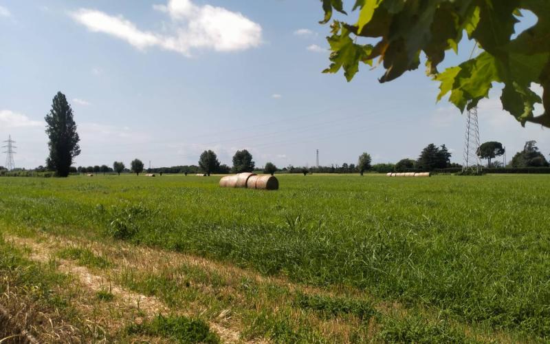 Bassanonet.it Scelta di campo