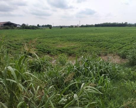 Bassanonet.it A.RI.A di replica