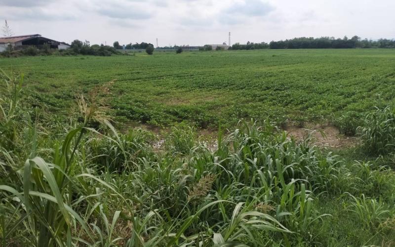 Bassanonet.it A.RI.A di replica