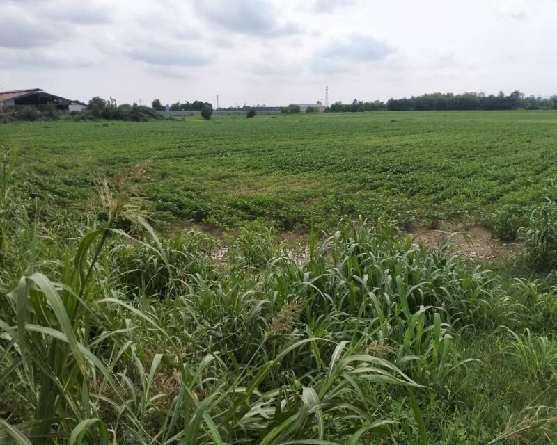 Bassanonet.it A.RI.A di replica