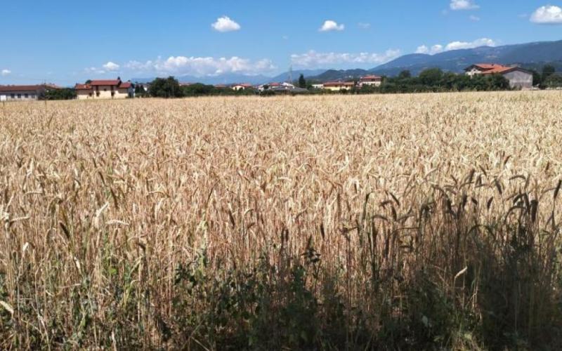 Bassanonet.it A.RI.A di asparagi