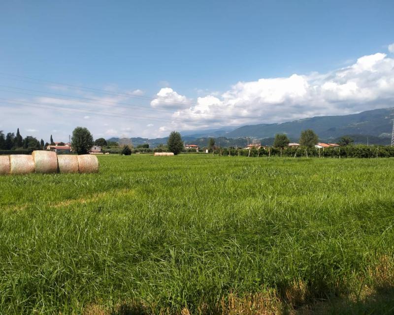 Bassanonet.it Terrae motus