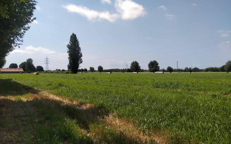 Bassanonet.it Società dei consumi