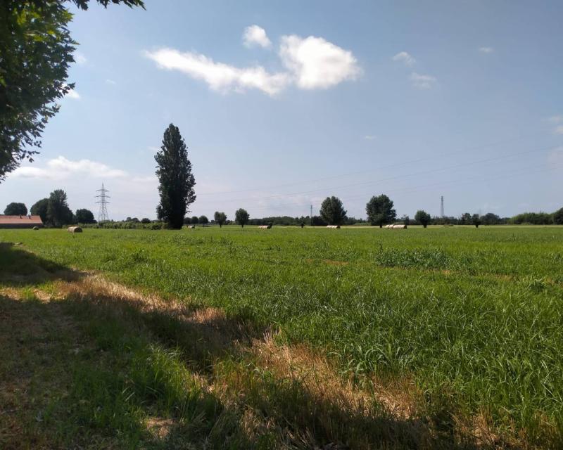 Bassanonet.it Società dei consumi