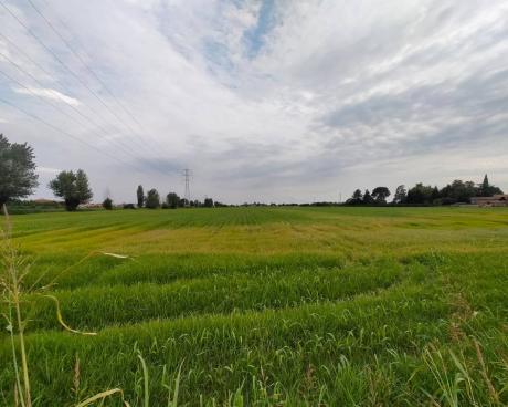 Bassanonet.it Peng Pong