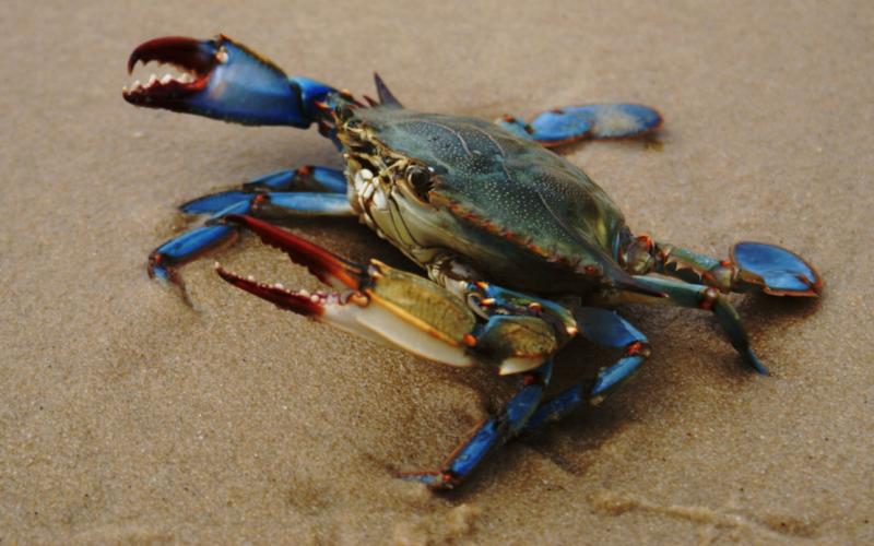 Bassanonet.it Blu Corea