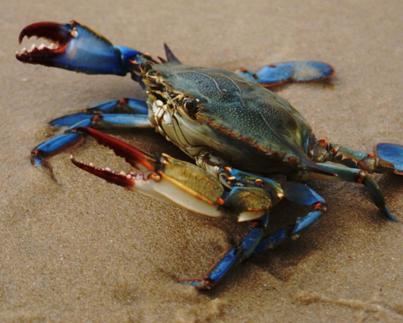 Bassanonet.it Blu Corea