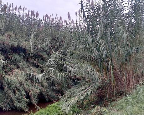 Bassanonet.it Giaronji