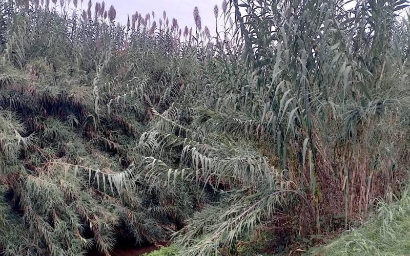 Bassanonet.it Giaronji