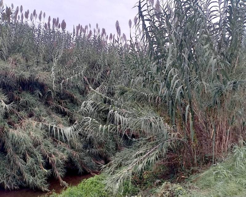 Bassanonet.it Giaronji