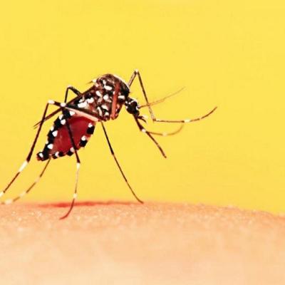 Bassanonet.it Virus Dengue, un caso a Bassano