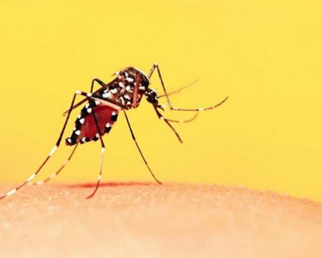 Bassanonet.it Virus Dengue, un caso a Bassano