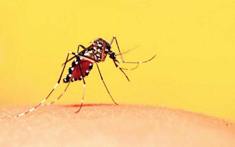 Bassanonet.it Virus Dengue, un caso a Bassano