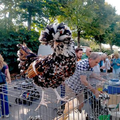 Bassanonet.it Povera, ma Fiera