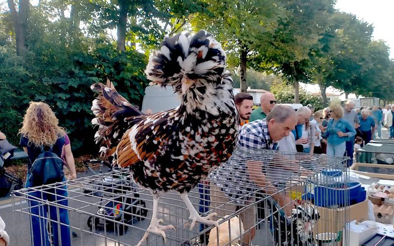 Bassanonet.it Povera, ma Fiera