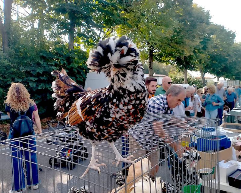 Bassanonet.it Povera, ma Fiera