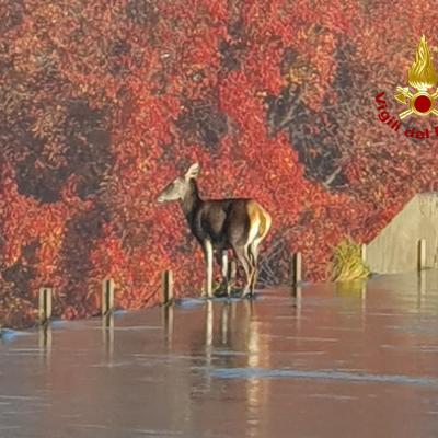 Bassanonet.it Cerva Unchained