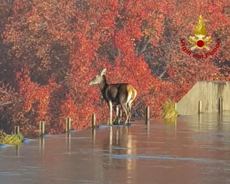 Bassanonet.it Cerva Unchained