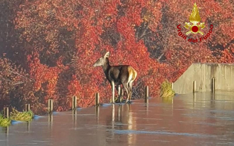 Bassanonet.it Cerva Unchained