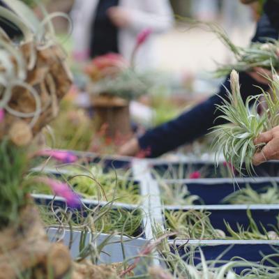 Bassanonet.it Torna Rara Pianta la mostra mercato di piante rare al Giardino Parolini