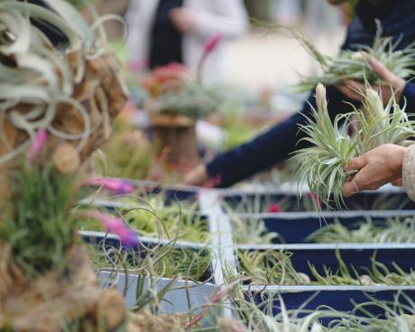 Bassanonet.it Torna Rara Pianta la mostra mercato di piante rare al Giardino Parolini